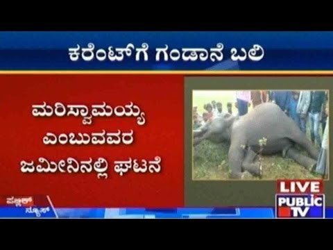 Young Elephant Dies After Getting Electrocuted By Fences in