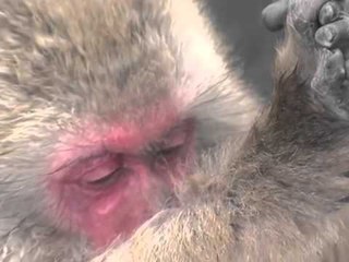 ಜಪಾನ್ ನಲ್ಲಿ ಮಂಗಗಳಿಗೆ ಇದೆ ಬಿಸಿ ನೀರಿನ ಕೊಳ