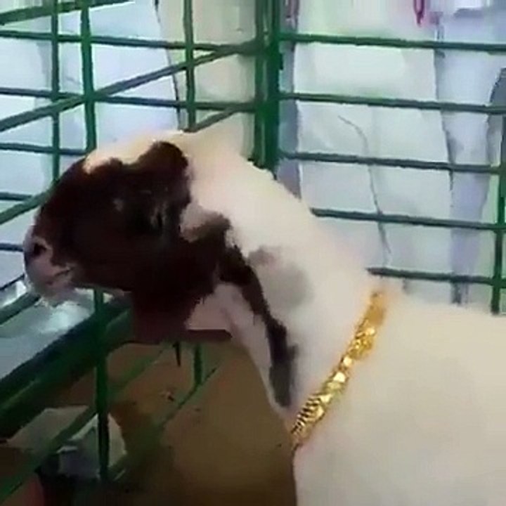 أمير سعودي يهدي كلّ نعجة من نعجاته عقدا من الذهب الخالص