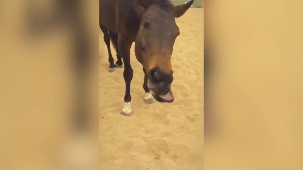 Son cheval lui fait des grimaces... Vilain
