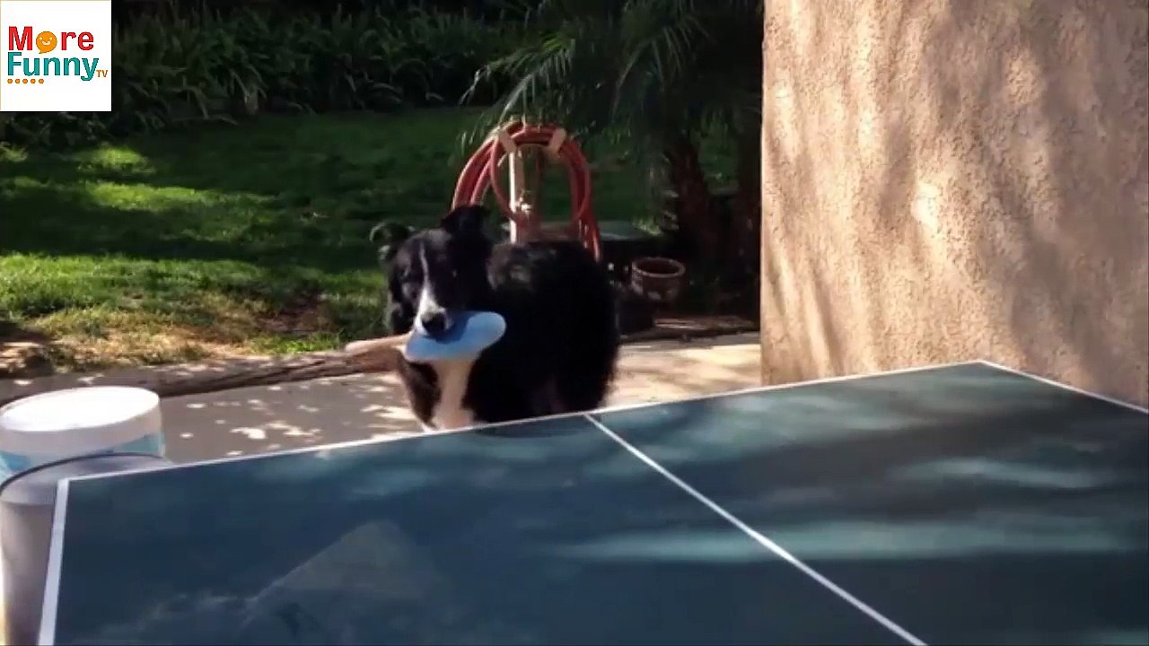 Perros chistosos 2017