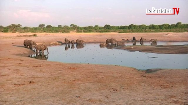 Plus de 50 % des espèces animales terrestres ont disparu en 40 ans