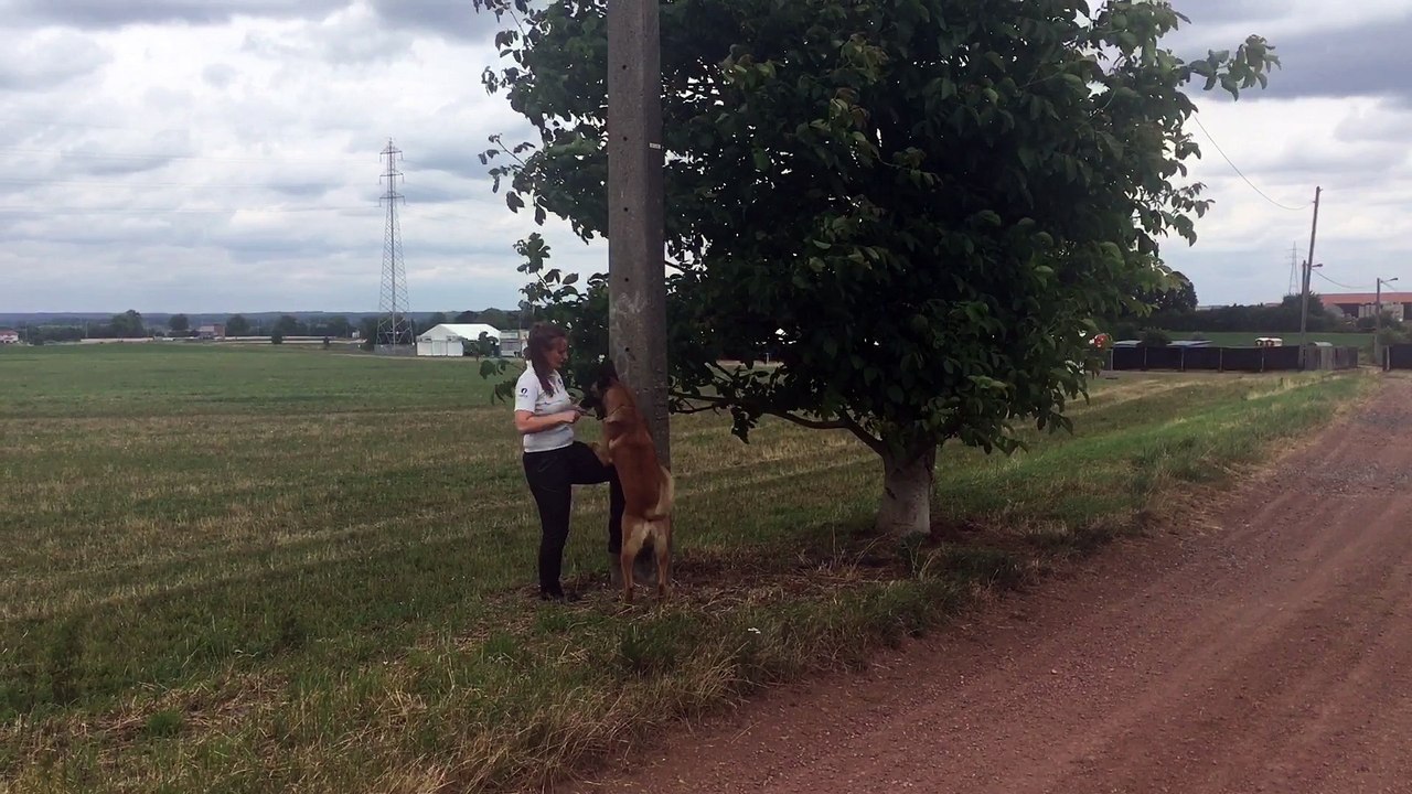 Le chien actif cherche la drogue