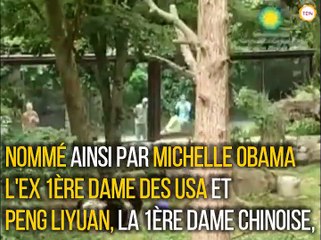 Bei Bei, le panda maladroit