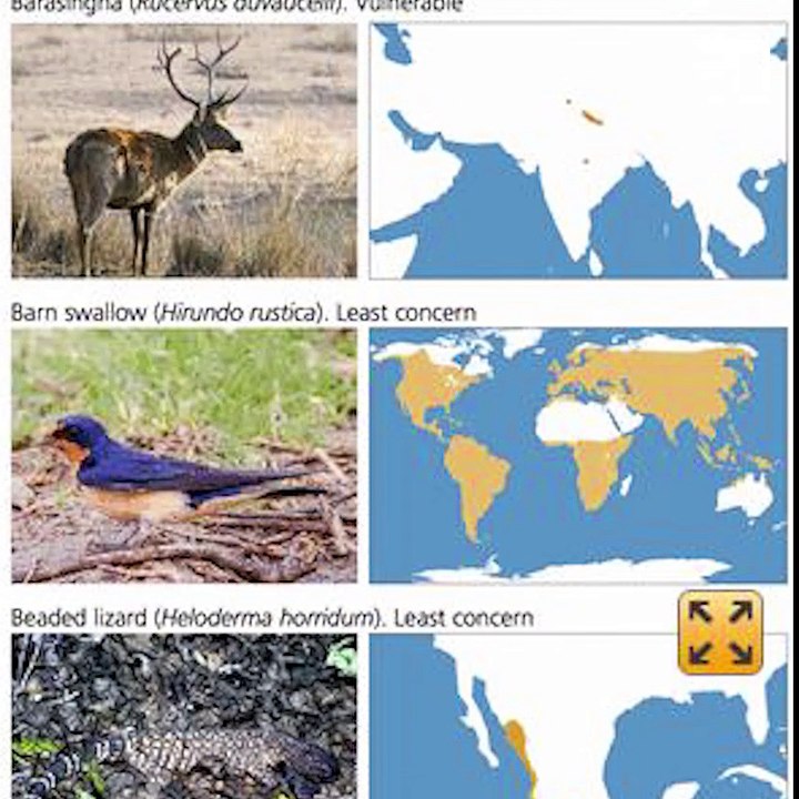 Une sixième extinction massive d’animaux est en cours
