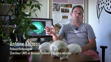 Homo sapiens a 300 000 ans