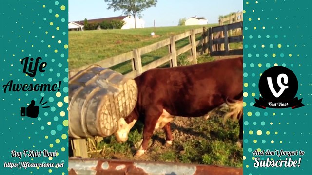 TRY NOT TO LAUGH or GRIN: Funny Animals Vines Compilation 2017 || Best Funny Dogs & Cats Videos 2017