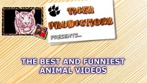 Very FUNNY ANIMAL VIDEOS - Ultra HARD TRY NOT TO LAUGH challenge