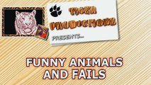 CAN YOU NOT LAUGH at these FUNNY VIDEOS - Funny ANIMAL and FAIL compilation