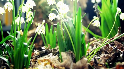 Amazing Nature Full HD 1080p