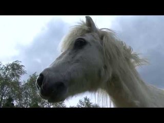 CERZA, dans les coulisses d'un parc zoologique (Documentaire)