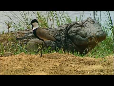 Animaux trop Humains : Entraide Animale (Documentaire)