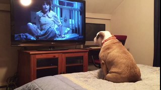 ¿Puede un perro disfrutar una película?