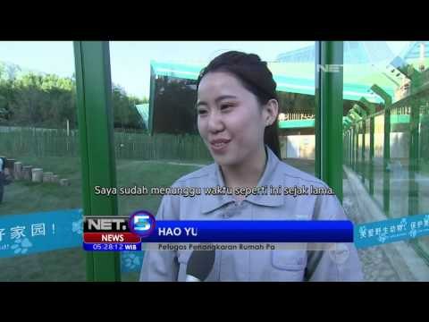 Simak Uniknya Keseharian Panda Raksasa di Cina - NET5