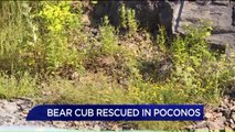 Dehydrated Bear Cub Rescued by Troopers in Pennsylvania