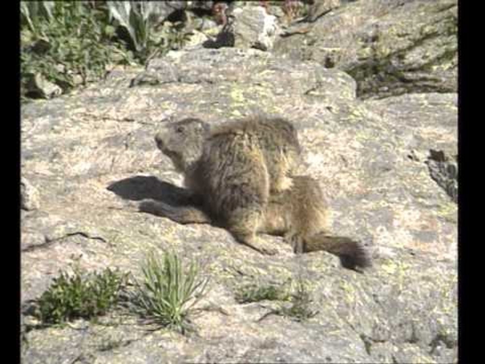 La Marmotte - Documentaire Animalier