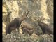 Naturimages - Le Chamois - Documentaire animalier