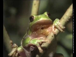 La Grenouille et le crapaud - Documentaire animalier