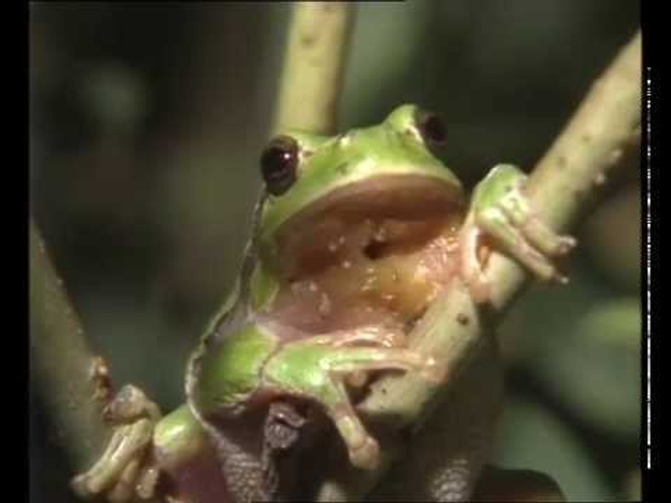 La Grenouille et le crapaud - Documentaire animalier