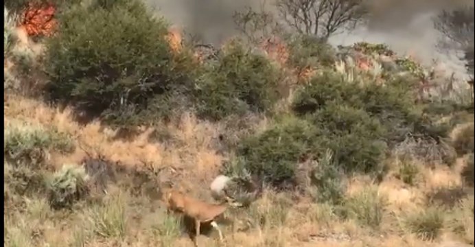 California Highway Patrol Monitors Wildlife Near Wildfire