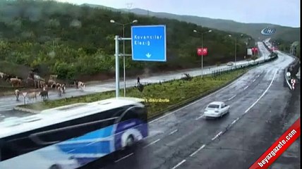 Önce hayvanları sonra kendi arabanın altında kaldı