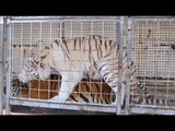 Tigre blanc, accouplement avec un tigre du bengale (Images en direct)