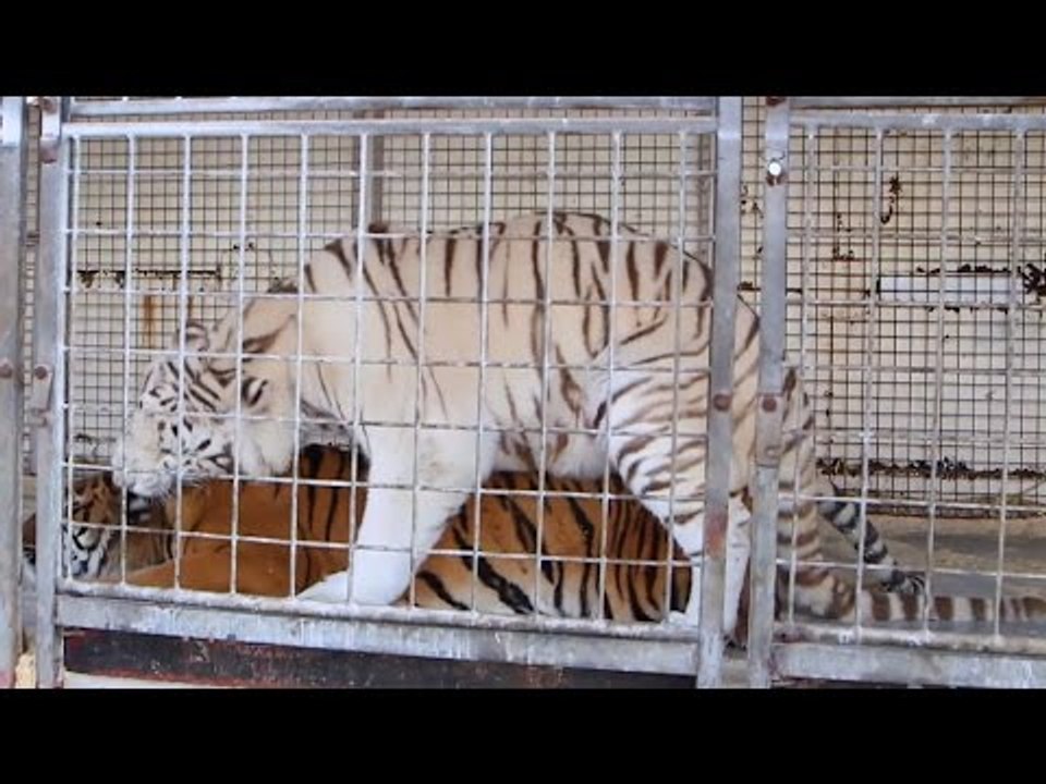 Tigre blanc, accouplement avec un tigre du bengale (Images en direct)
