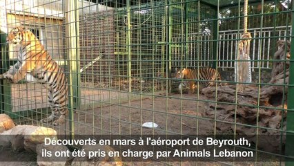 Nouvelle vie en France pour trois tigres secourus au Liban