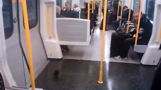 Un pigeon prend le métro et en sort comme si de rien n'était