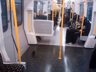 Un pigeon prend le métro et en sort comme si de rien n'était