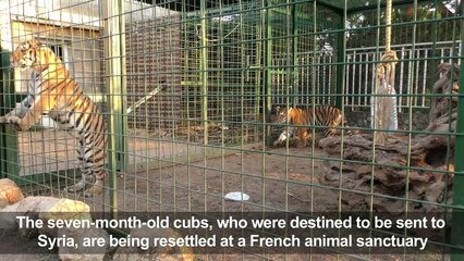 Three tigers resettled in France after Lebanon rescue
