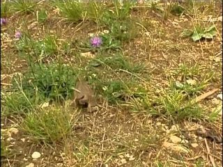 La grenouille et le crapaud - Documentaire animalier