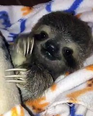 Rescued sloth happy to be in safe hands