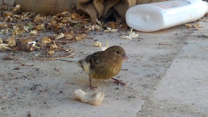 طائر الكناري | Canary-bird