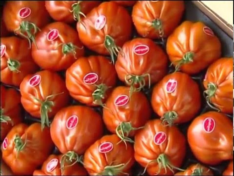 Enquête sur les usines à tomates -  reportage 2015