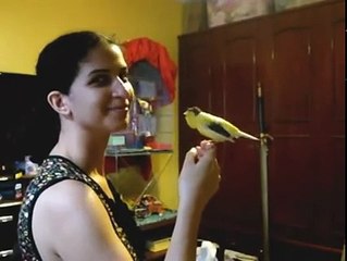 canary singing to his breeder