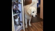 犬「猫さん、どこ？」→（ドア、バタン）→犬「ま、いっか！」w