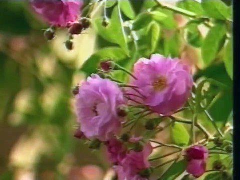 Phim Việt Nam - Nụ Tầm Xuân - Tập 1