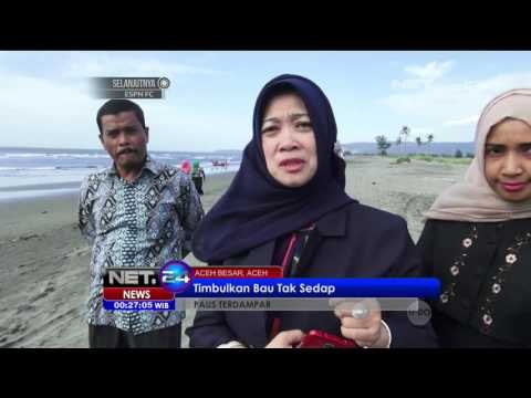 Bangkai Ikan Paus Masih Terdampar Di Pantai Aceh Besar - NET24