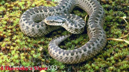 Top 10 Rarest Snakes In The World