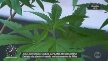 Juiz autoriza casal a plantar maconha para tratamento da filha