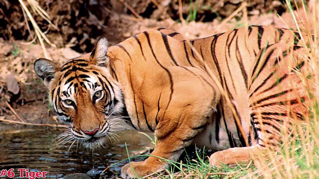 Top 10 Strongest Animals In The World