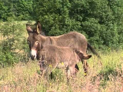 Les animaux de la ferme : l'âne