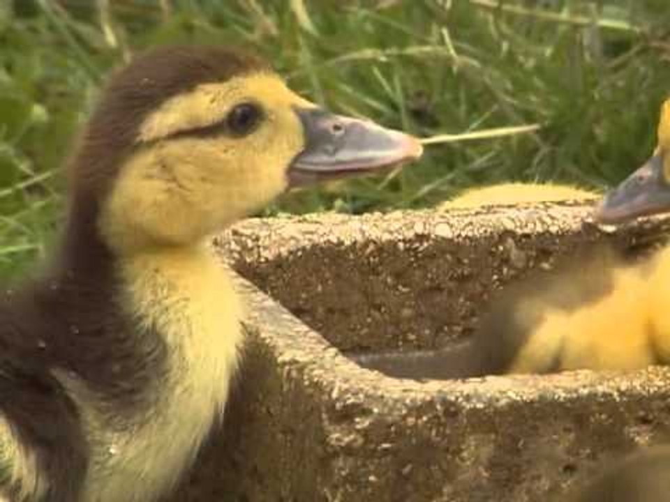 Les animaux de la ferme : le canard