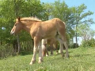 Les animaux de la ferme : le cheval