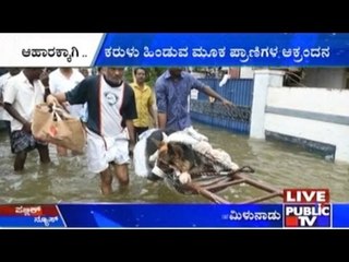 Chennai Floods: Animals Rescued And Sheltered