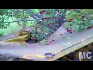 Trucks to harvest Berries