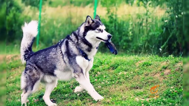 Les types les plus féroces et les plus dangereux de chiens dans le monde pour lannée 2017
