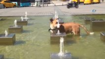 Taksim'de Sıcaktan Bunalan Köpeğin Fıskiye ile İmtihanı