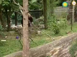 Ce panda est tellement maladroit... Bei Bei